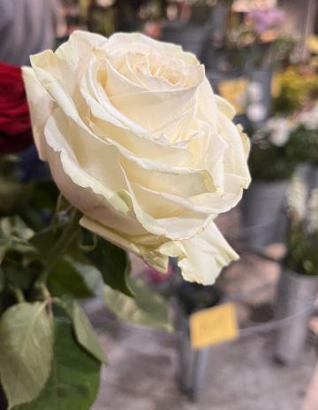 Rose blanche Equateur